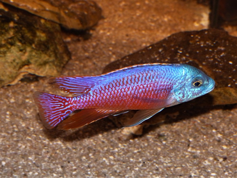 Protomelas taeniolatus 'Senga Point'